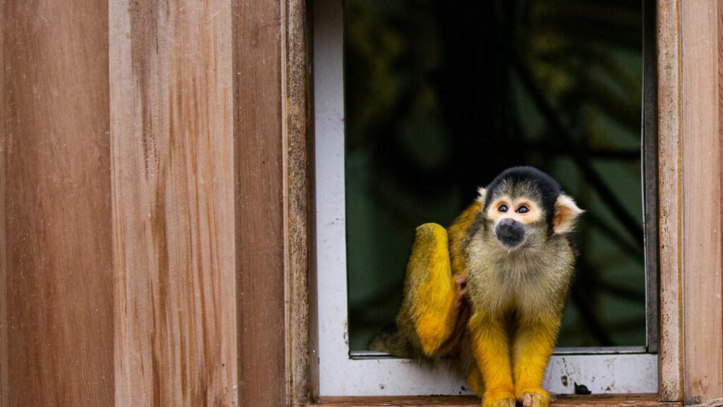 a black capped squirrel monkey in a zoo